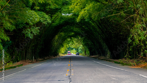 Túnel de bambú en Flavio Alfaro, Manabí, Ecuador photo