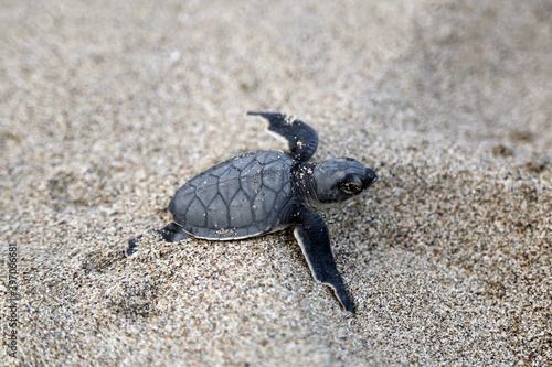 Chelonia Mydas.  Newborn baby black green sea turtle running on the beach sands in Mediterranean Sea. © artographer34