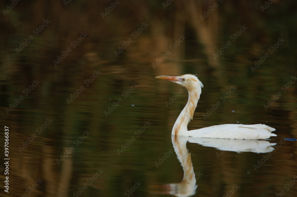 Naklejka premium cattle egret are looking for food in rivers or lakes