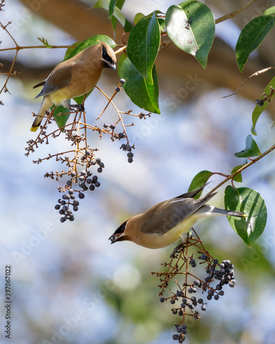 Cedar Waxwings share a berry. Santa Clara County, California, USA. photo