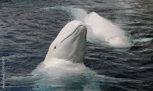 Weißwal - Beluga - Delphinapterus leucas photo