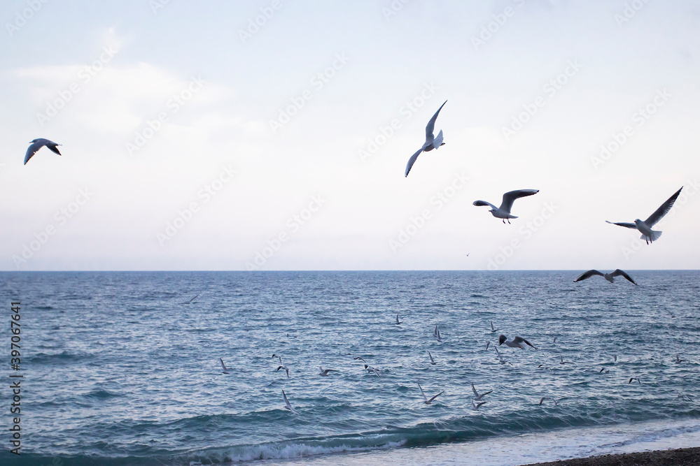 A flock of seagulls fly over the blue sea