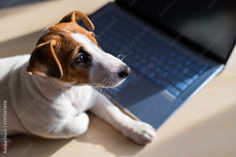 Puppy Jack Russell Terrier works at a laptop. A spoiled pet lies by a portable computer. Humor is a metaphor for the remote work of a programmer.