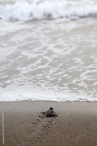 Chelonia Mydas.  Newborn baby black green sea turtle running on the beach sands in Mediterranean Sea.