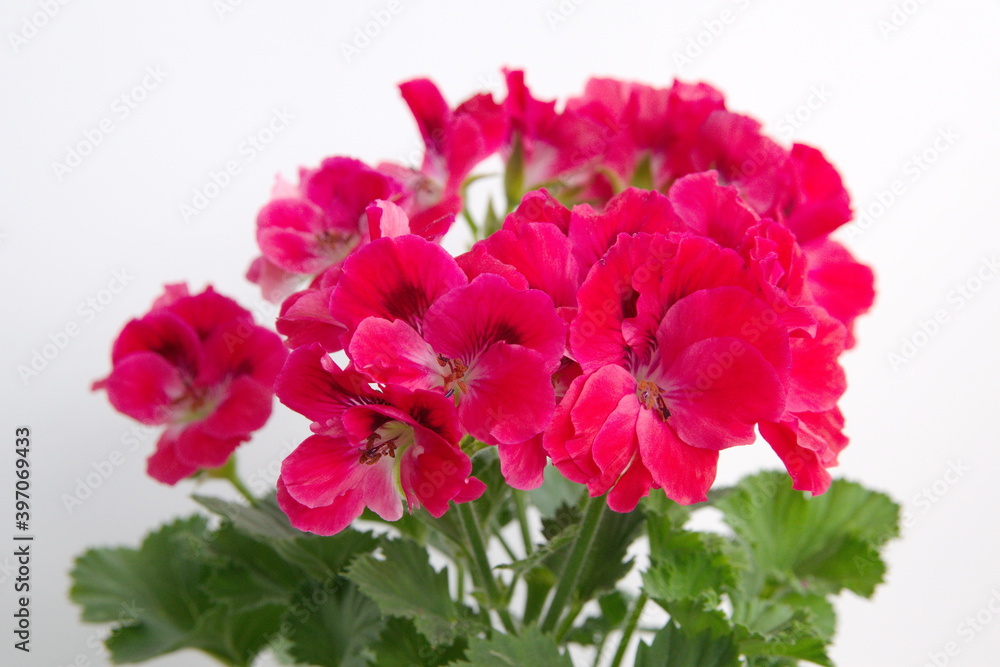 Elegance Rosanna Regal Geranium, Geranium grandiflorum with scarlet - red flowers, on white background Elegance Rosanna Regal Geranium, Geranium grandiflorum with scarlet - red flowers, on white background