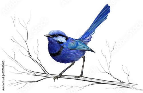 Blue bird drawing images. Blue jay on a branch