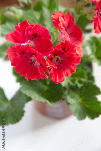 Elegance Rosanna Regal Geranium  Geranium grandiflorum with scarlet - red flowers  on white background