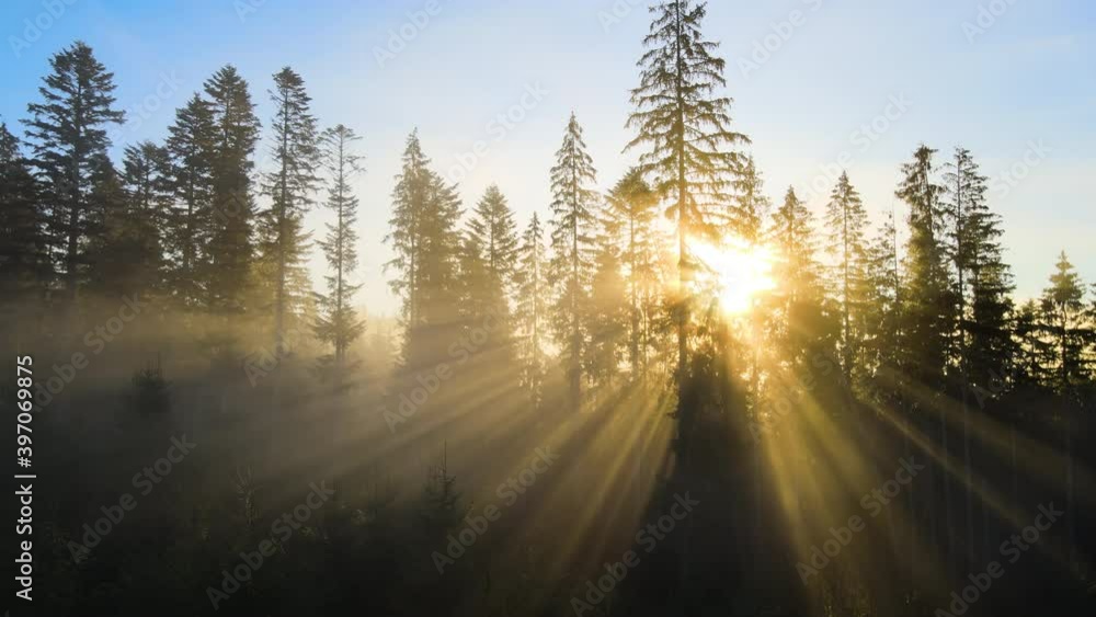 Dark green pine trees in moody spruce forest with sunrise light rays shining through branches in foggy fall mountains.