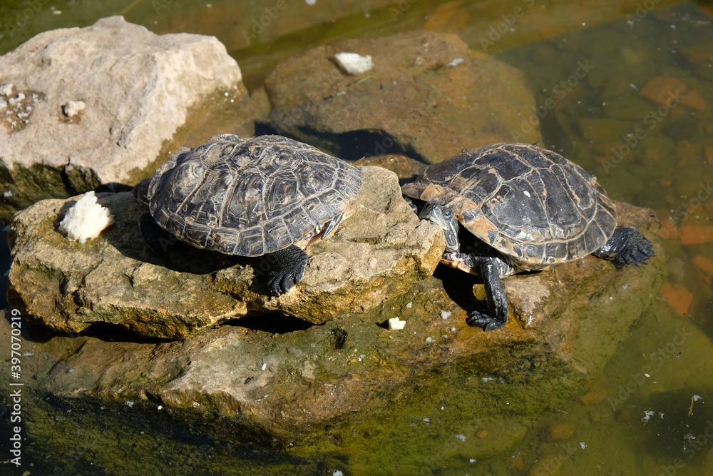 Two turtles in natural habitat against the background of stones and a pond Two turtles in natural habitat against the background of stones and a pond