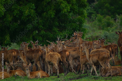 Fototapeta Naklejka Na Ścianę i Meble -  a group of deer in the forest	
