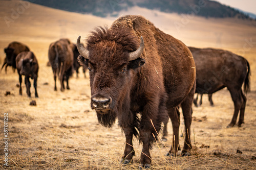 Mother Bison