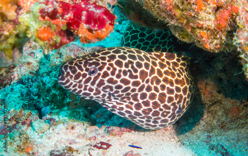Close up  Macro  Laced moray Gymnothorax favagineus   underwater foto