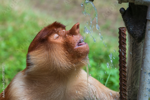 Photography Wild Proboscis monkey or Nasalis larvatus, drinks water of Borneo, Malaysia