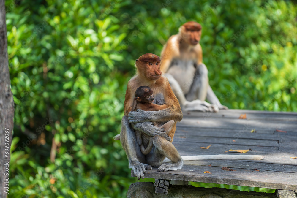 Obraz premium Family of wild Proboscis monkey or Nasalis larvatus, in the rainforest of island Borneo, Malaysia, close up