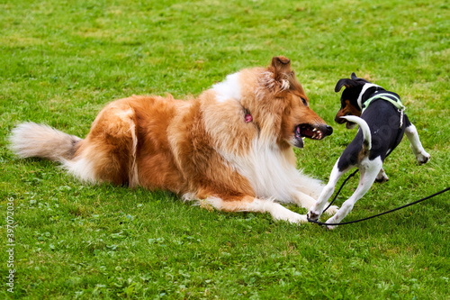 Langhaar Collie spielt mit Jack Roussel Welpen photo