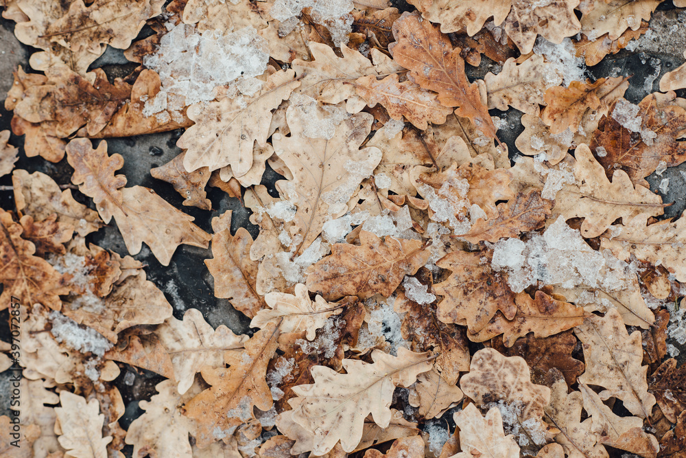 Top view of brown oak leaves and a bit of ice on the floor during winter day. Autumn foliage after abscission Top view of brown oak leaves and a bit of ice on the floor during winter day. Autumn foliage after abscission