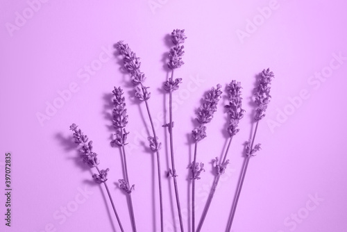 Many lavender flowers on the purple background.