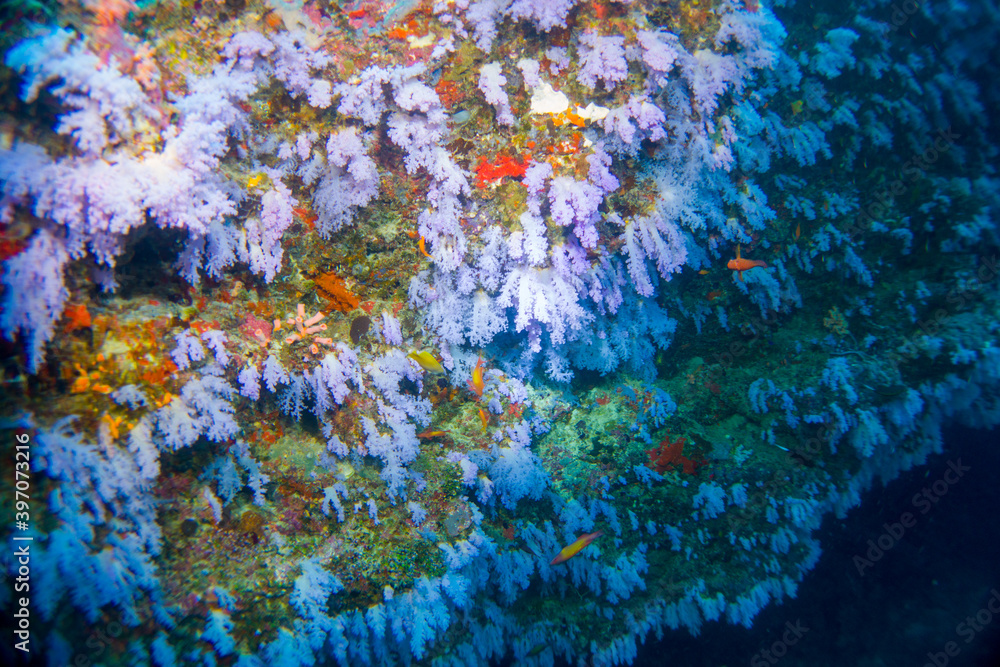 Beautiful hard and soft corals of the Maldives coral reefs Beautiful hard and soft corals of the Maldives coral reefs
