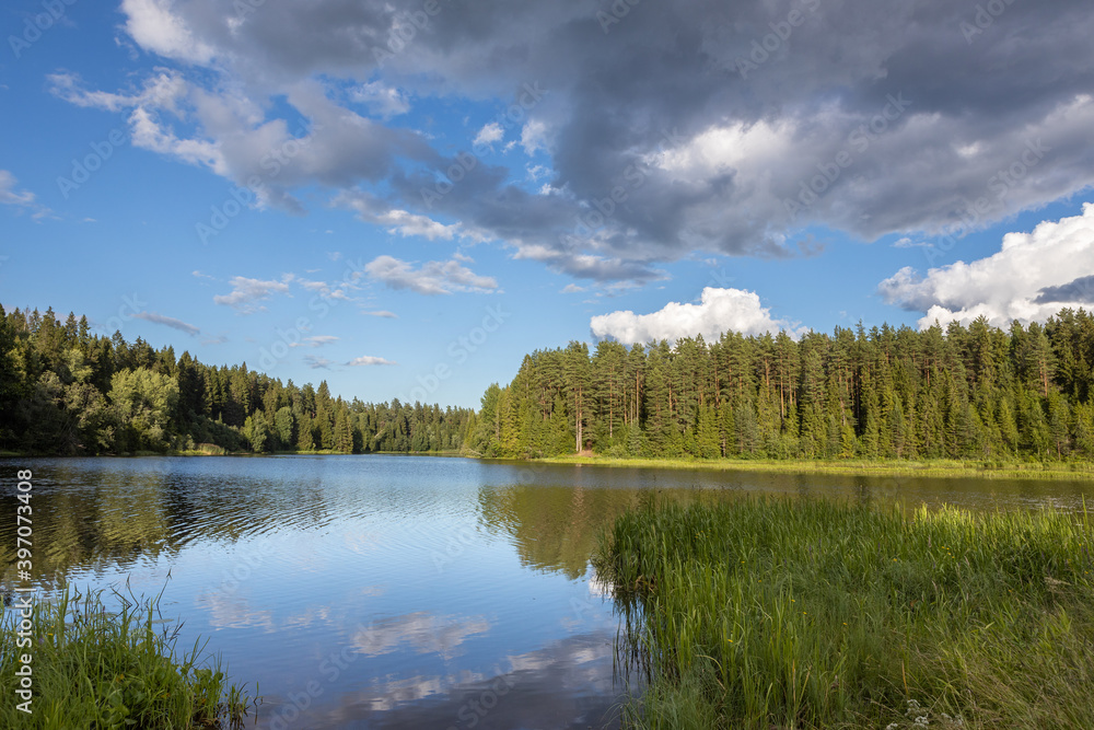 Fototapeta premium Clouds are reflected in the river. A coniferous forest grows on the opposite bank.