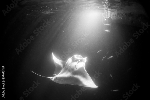 Manta Ray (Mobula alfredi) feeding plankton during a night dive with a source of light in the background - Maldives