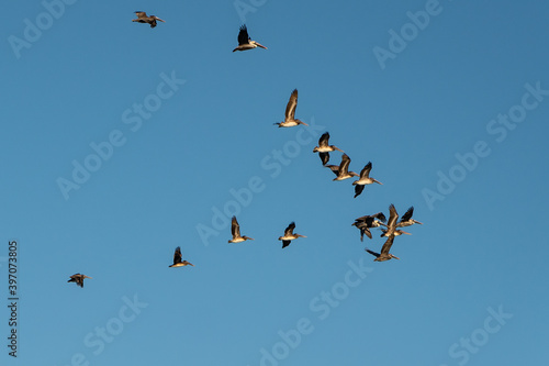 Flock of pelicans in flight at Anastasia State Park Florida