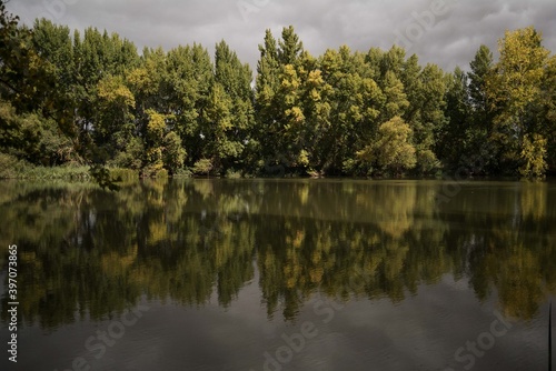 reflection of trees in the water