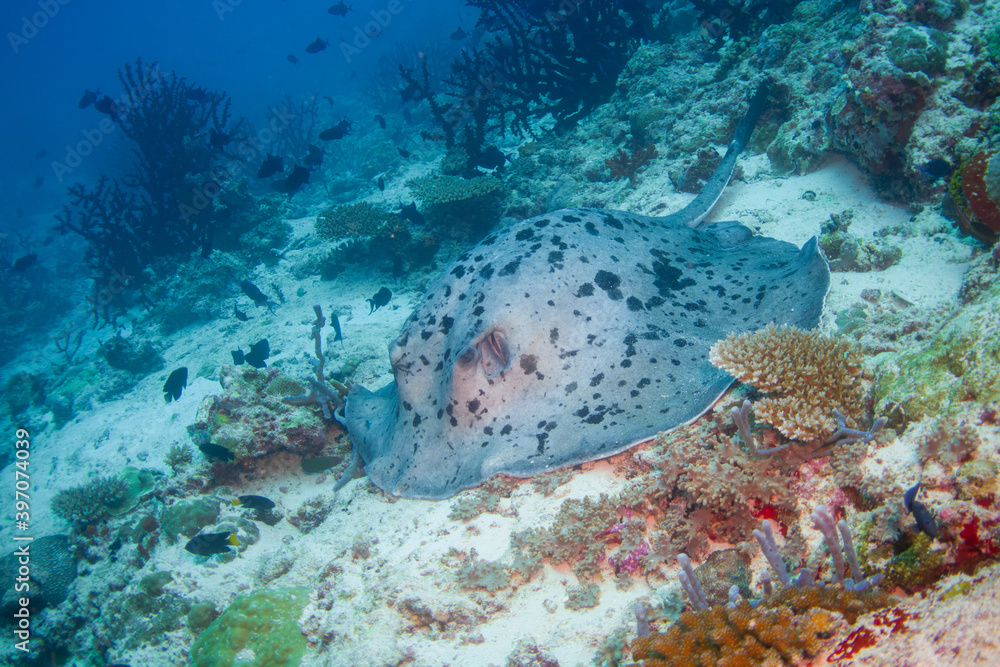 Fototapeta premium Marbled stingray or whipray (Himantura oxyrhyncha) in the beautiful coral reefs of the maldives