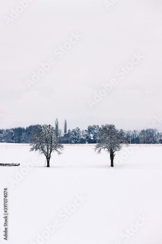 Schneelandschaft mit zwei Bäumen © TomKlar