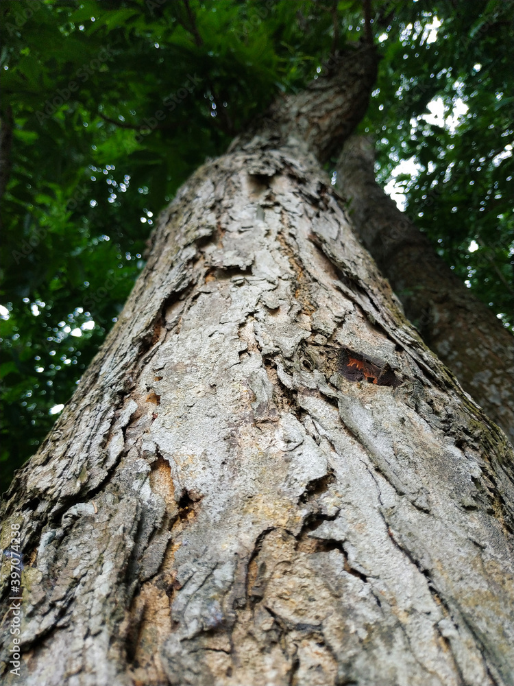 Obraz premium closeup big Tree trunk, brown tree bark texture, tree skin