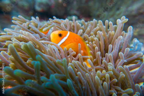 close up underwater foto clown fish (Amphiprion nigripes) maldives in sea anemone