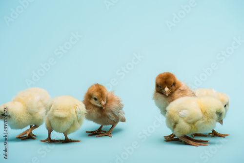 Photography Cute small fluffy chicks on blue background