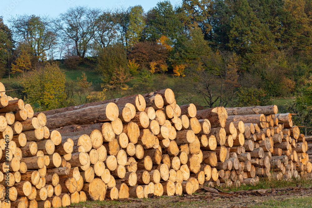 Pile of wood. A view of huge stacks of logs. Pile of wood. A view of huge stacks of logs.