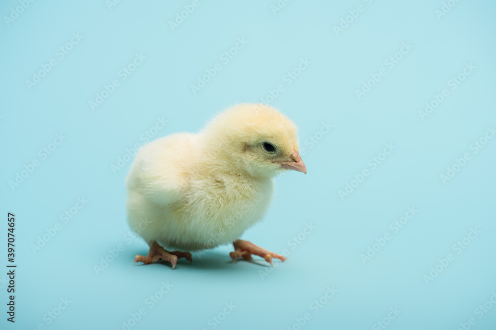 cute small chick on blue background