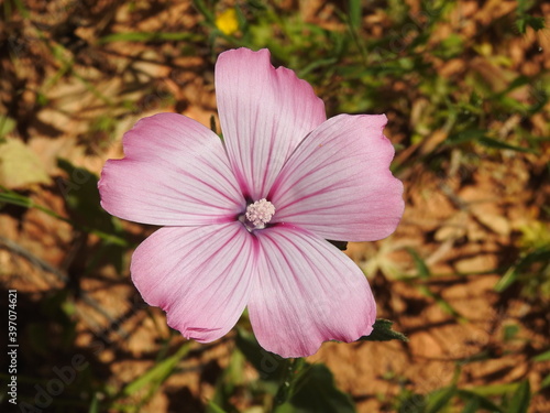 Mallow (Malva hispanica)