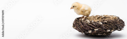 Cute small chick in nest on white background, banner