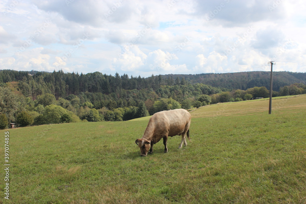 A brown cow is grazing on a green hill with a wide view. A brown cow is grazing on a green hill with a wide view.