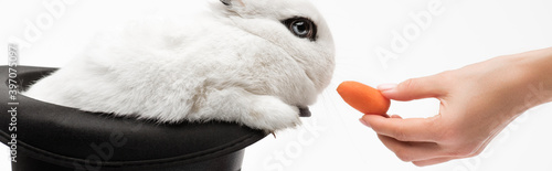 Cropped view of woman giving carrot to cute rabbit in black hat on white background, banner