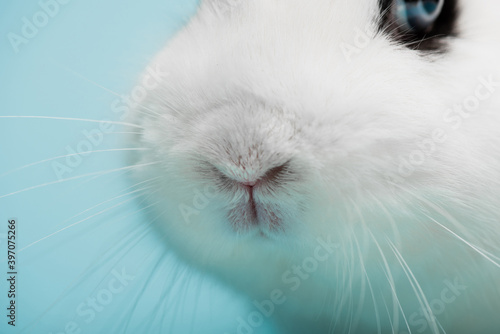 closeup of cute white rabbit with funny nose on blue background