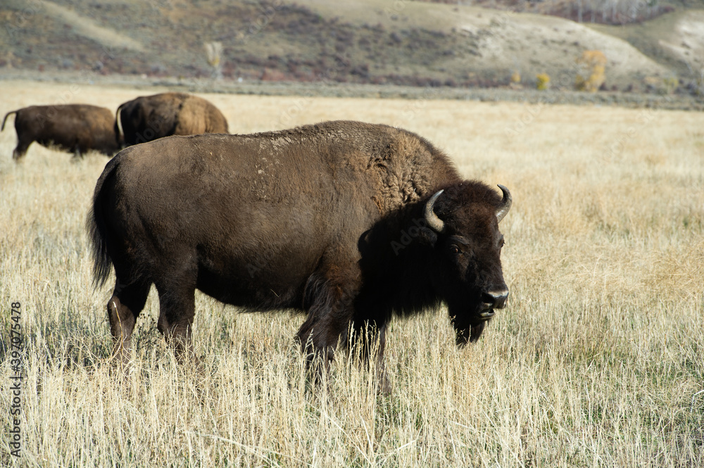 american bison in park national park american bison in park national park