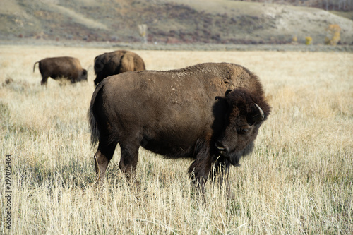 buffalo in the grass © Cynical Youth LLC