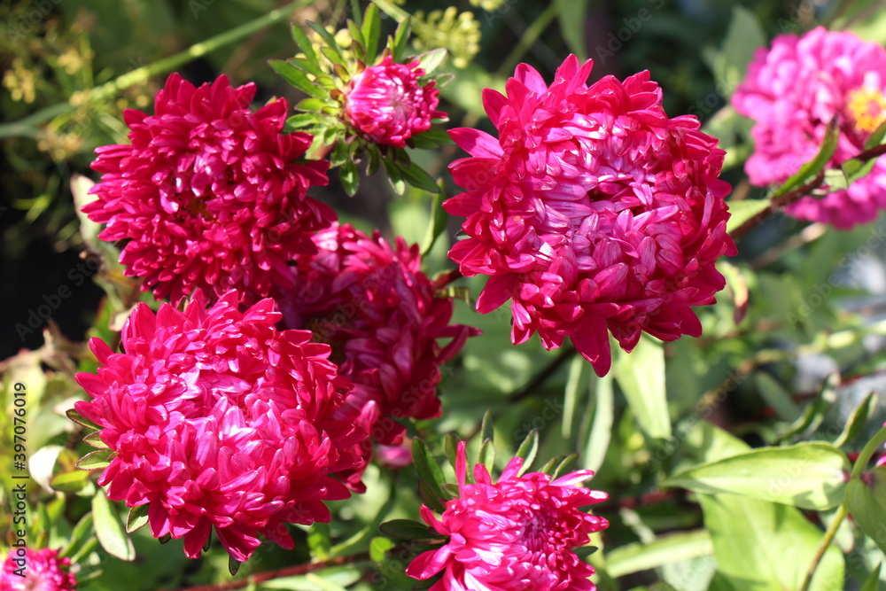 pink aster flowers in the garden pink aster flowers in the garden