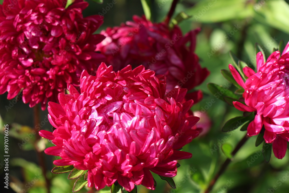 pink aster flowers in the garden pink aster flowers in the garden