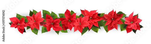 Christmas traditional Poinsettia flowers on white background  top view. Banner design