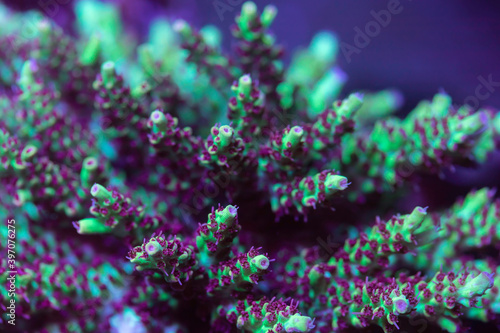 Fototapeta Naklejka Na Ścianę i Meble -  Beautiful acropora sps coral in coral reef aquarium tank. Macro shot. Selective focus.