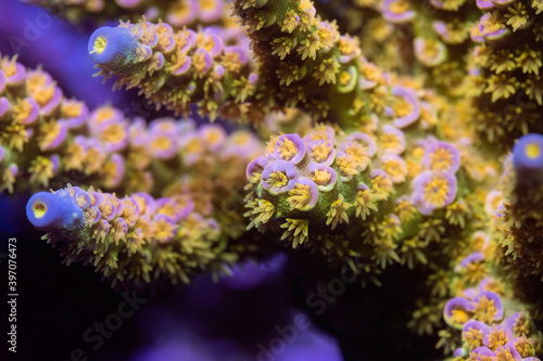 Fototapeta Naklejka Na Ścianę i Meble -  Beautiful acropora sps coral in coral reef aquarium tank. Macro shot. Selective focus.