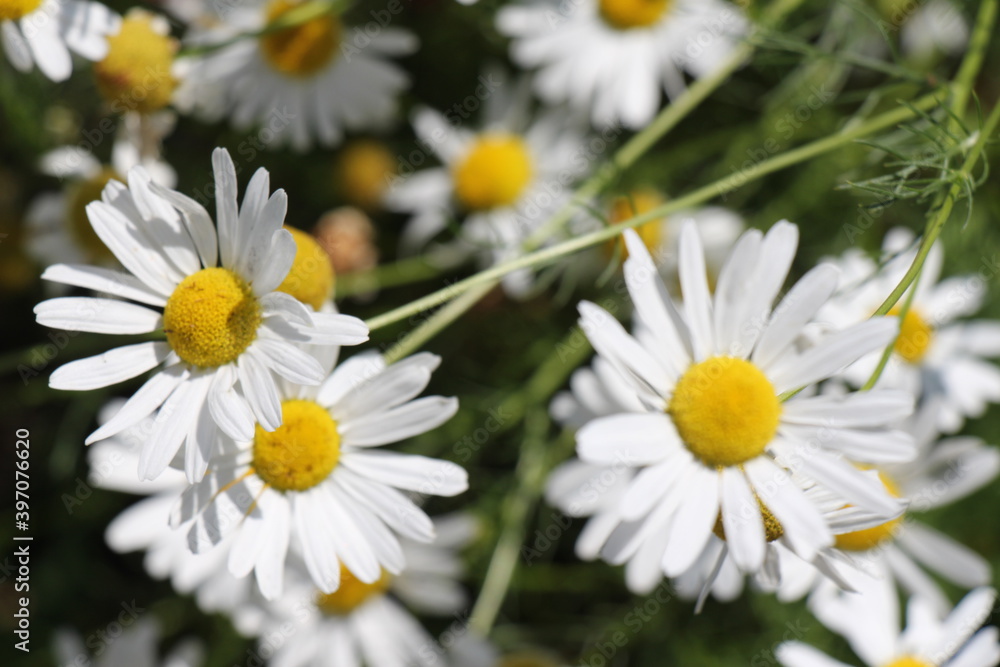 daisies in the garden