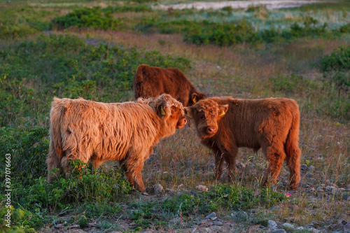 Highland calves graze in a green meadow