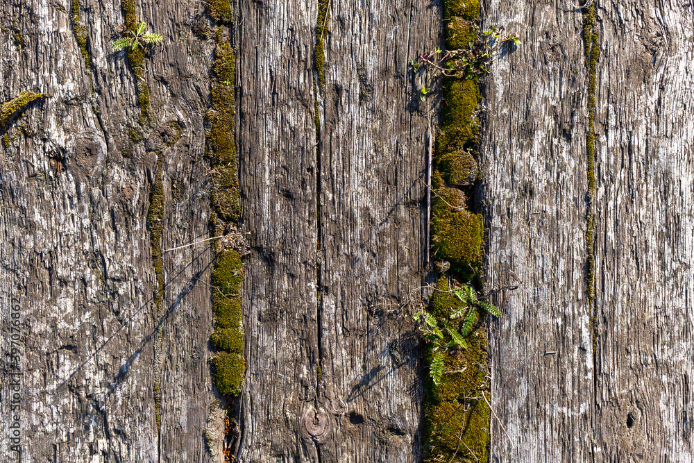 Obraz premium The old wood texture with natural patterns