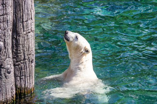 polar bear looks up a wall from the water