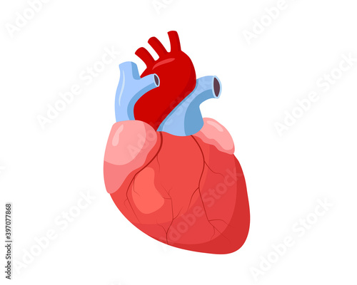 Human heart in cartoon style. Vector illustration of human organ, isolated on white.